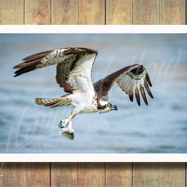 Osprey Fishing Picture, Osprey Carrying Fish Photograph, Print, Picture, Osprey Attacking, Wall Decor, Fine Art Print, Bird Picture