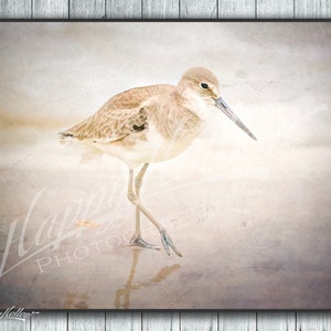 Sandpiper Photograph, Willet Sandpiper, Bird On Beach At Sunrise, Sandpiper Fine Art Print Picture, Flagler Beach Florida, Shorebird Picture