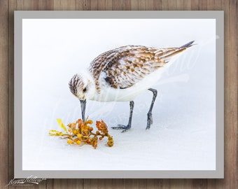 Sandpiper Photograph, Eating Seaweed, Sandpiper At Sunrise, Sandpiper Fine Art Print Picture, Flagler Beach Florida, Coastal Wall Art