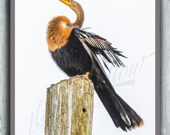 Anhinga Photograph, Florida Shorebird, Bird On Pier At Sunrise, Anhinga Fine Art Print Picture, Flagler Beach Florida, Shorebird Picture