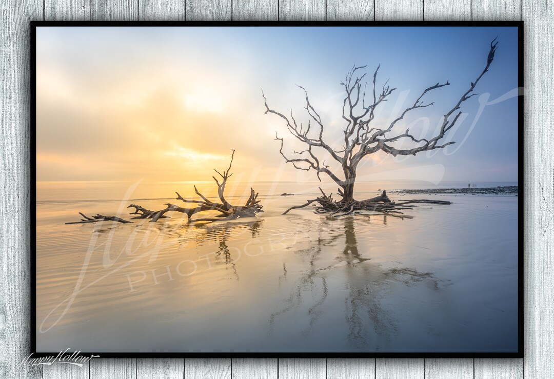Sunrise Driftwood Beach, Jekyll Island Fine Art Print