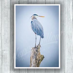 Great Blue Heron Photograph, Heron Perched In Tree, GBH Photograph, Blue Heron Color Print, Great Blue Heron Wall Art, Frameable Heron Print