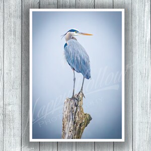 Great Blue Heron Photograph, Heron Perched In Tree, GBH Photograph, Blue Heron Color Print, Great Blue Heron Wall Art, Frameable Heron Print