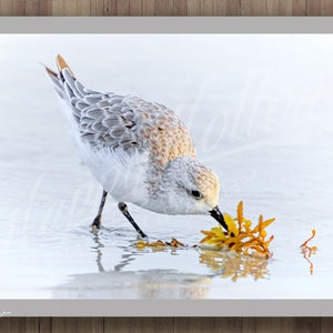 Sandpiper Photograph, Eating Seaweed, Bird On Beach At Sunrise, Sandpiper Fine Art Print Picture, Flagler Beach Florida, Shorebird Picture