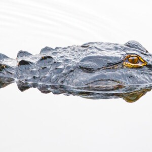Op de afbeelding: Een grote alligator met een geel oog is gedeeltelijk ondergedompeld in stilstaand water. Het lichaam van de alligator is grotendeels verborgen onder het oppervlak, alleen zijn kop en een deel van zijn rug zijn zichtbaar. Het water is kalm en reflecteert het lichaam van de alligator.