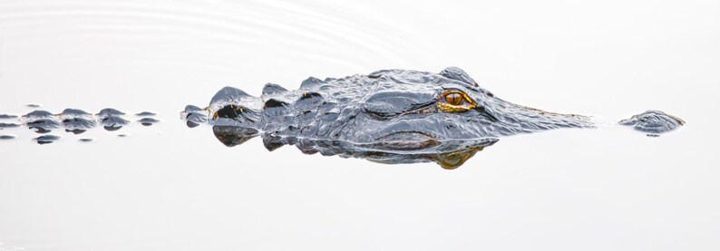 Op de afbeelding: Een grote alligator met een geel oog is gedeeltelijk ondergedompeld in stilstaand water. Het lichaam van de alligator is grotendeels verborgen onder het oppervlak, alleen zijn kop en een deel van zijn rug zijn zichtbaar. Het water is kalm en reflecteert het lichaam van de alligator.
