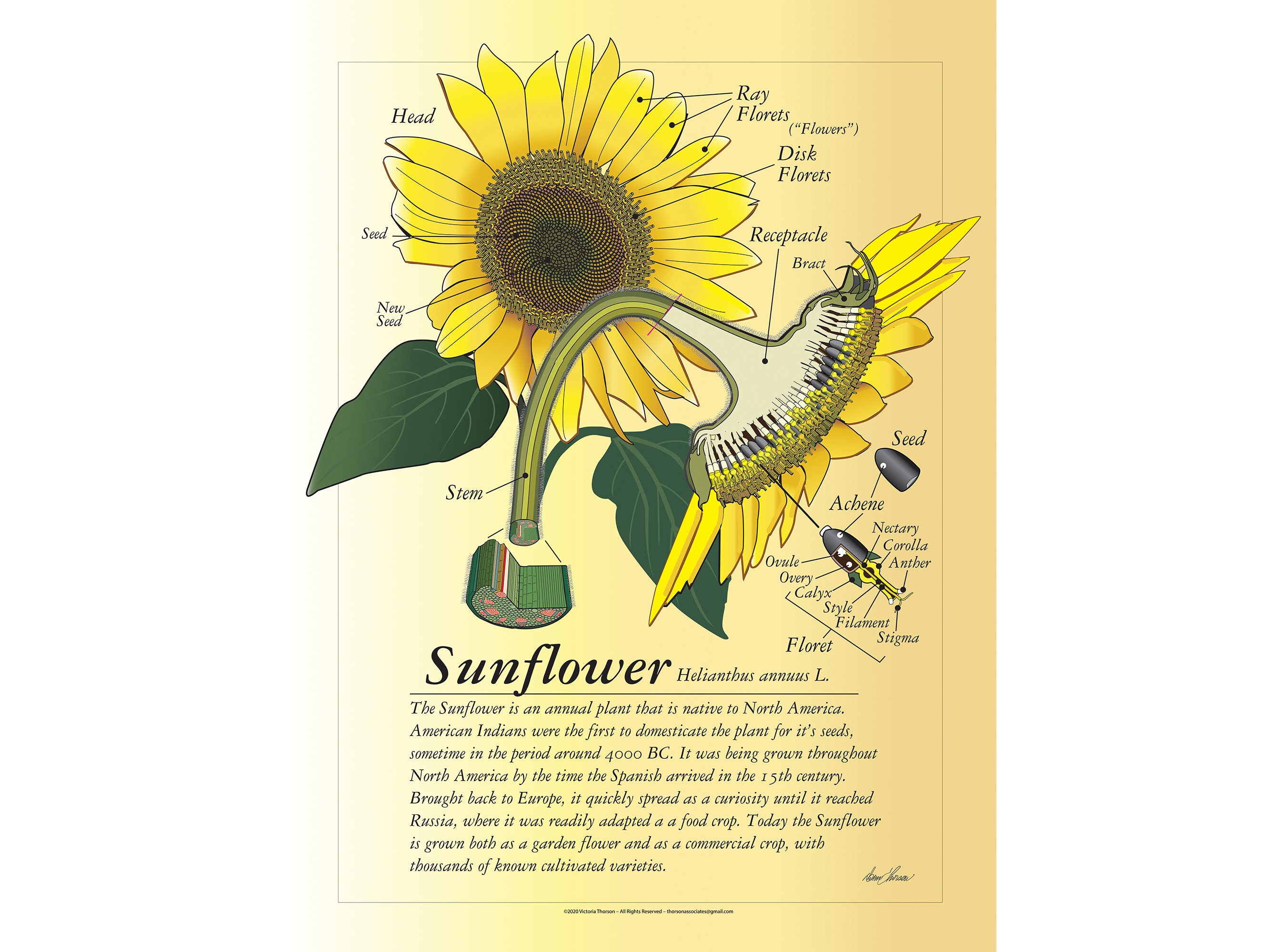 Sunflower Botanical Cutaway Poster Art Print by Donn Thorson - Etsy