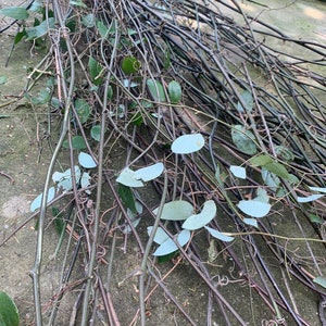 Puede incluir: Un mont&oacute;n de ramas delgadas y marrones con hojas verdes esparcidas por todas partes. Las ramas est&aacute;n entrelazadas y crean una textura natural y enredada.