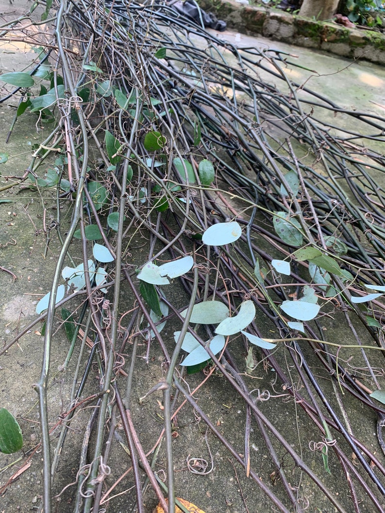 Puede incluir: Un mont&oacute;n de ramas delgadas y marrones con hojas verdes esparcidas por todas partes. Las ramas est&aacute;n entrelazadas y crean una textura natural y enredada.