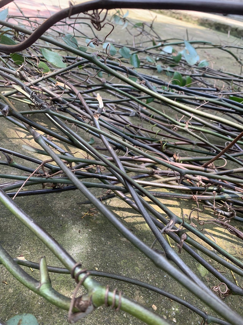 Puede incluir: Primer plano de un mont&oacute;n de ramas de vid marrones y verdes, entrelazadas y enredadas. Las ramas est&aacute;n secas y quebradizas, con algunas hojas todav&iacute;a adheridas.
