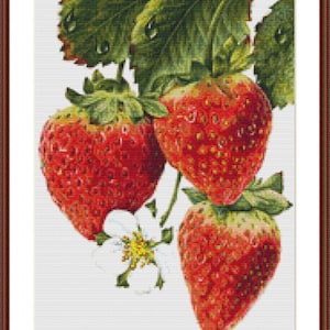 May include: Three ripe red strawberries with green leaves and a white flower. The strawberries are arranged in a cluster, with the largest one at the top.