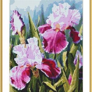 May include: A close-up of three purple, pink, and white iris flowers with green leaves. The flowers are in focus, and the background is blurred.