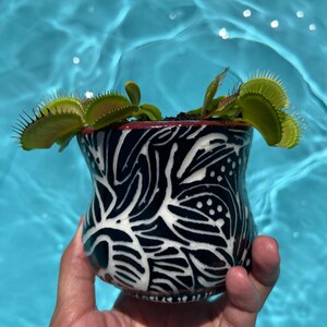 May include: A small, curved ceramic planter featuring a black and white abstract leaf pattern, containing a green Venus flytrap plant with spiky, open lobes extending over the rim of the pot, showcasing a distinct contrast between the plant and pot.