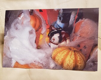 Rat Pirate Ollie Halloween Card