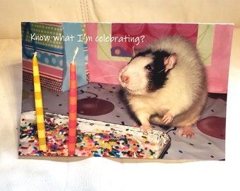 Pet Rat Ollie Birthday Card