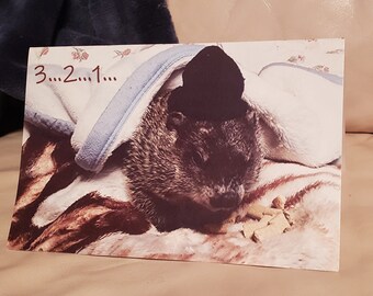 Groundhog Moses New Year's Card