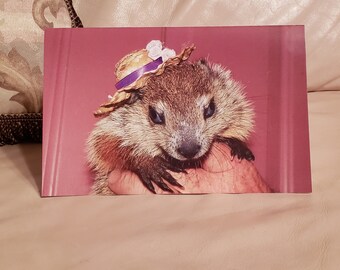 Baby Groundhog Clara Easter Card