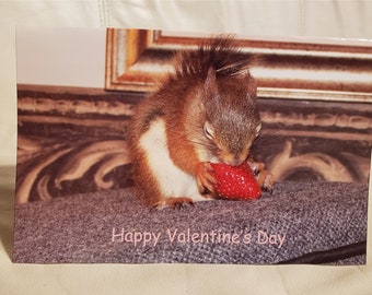 Red Squirrel Bluster Valentine's Day Card