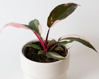 Philodendron Pink Princess | 13cm pot