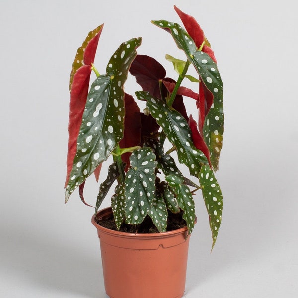 Begonia Maculata | 15cm Plant Pot | Polka Dot Plant | Houseplant | Tropical Plant