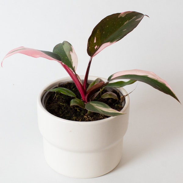 Philodendron Pink Princess | 13cm pot