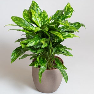 Aglaonema Maria/ 3L Plant Pot/ aglaonema tricolor/ rare aglaonema/ Tropical House Plant/ chinese evergreen/ indoor plant/ exotic plant