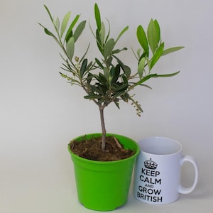 May include: A potted olive tree with green leaves and a brown trunk, in a bright green pot. Beside it is a white mug with the text "KEEP CALM AND GROW BRITISH" in black. The mug has a crown graphic above the text.