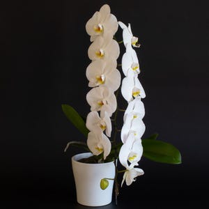 May include: A potted Phalaenopsis orchid featuring two tall, upright stems densely covered in multiple white flowers with yellow and red centres. The plant has broad, dark green leaves at the base and is housed in a simple, matte white ceramic pot.