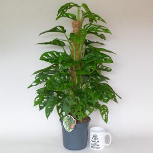 Monstera Plant – 60cm Moss Pole for Support, Adansonii Monkey Mask in a 2L Pot