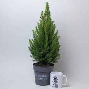 May include: A young Picea glauca 'Perfecta' evergreen tree in a grey pot. The tree has bright green needles. A white mug with the text "KEEP CALM AND GROW BRITISH" is next to the tree.