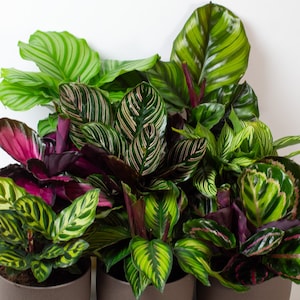 8 X Calathea Plants