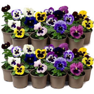 May include: A selection of potted pansies in shades of yellow, purple, white, and blue. The flowers are displayed in small, brown plastic pots. The image is well-lit, highlighting the vivid colours of the pansies.