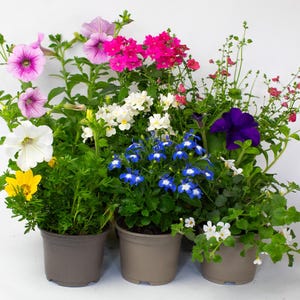 May include: Three grey plastic pots containing a variety of flowering plants. The arrangement features pink, purple, white, blue, and yellow blossoms with green foliage, including petunias, lobelia, and verbena, against a plain white background.