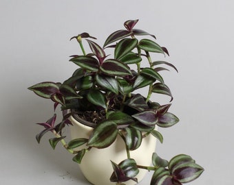 Tradescantia Zebrina Purple | 9cm Plant Pot | Hanging Basket | Wandering Dude | Houseplant | Tropical Plant