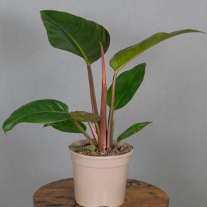 Philodendron Rojo Congo | Rojo Philodendron | 15cm Plant Pot | Houseplant | Tropical Plant