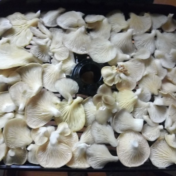 Pearl Oyster Mushrooms (Pleurotus Ostreatus)- Wild Foraged- Dried
