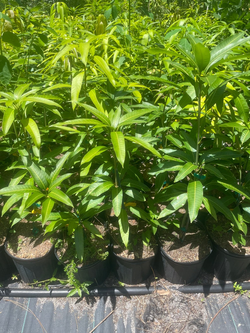 Mahachanok Mango Tree Grafted Tree 3 Gallon Pot Very Nice - Etsy