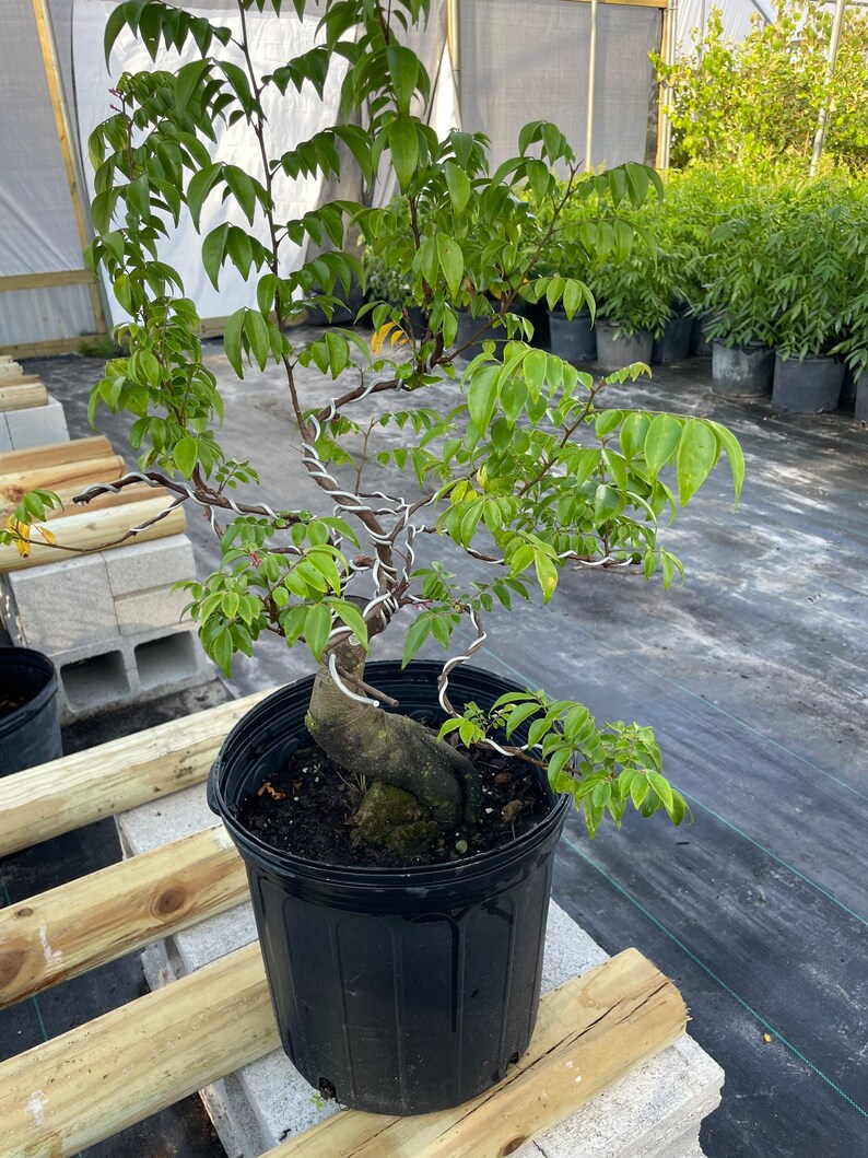 Bonsai Star Fruit Tree Very Nice Root Shipping With Etsy