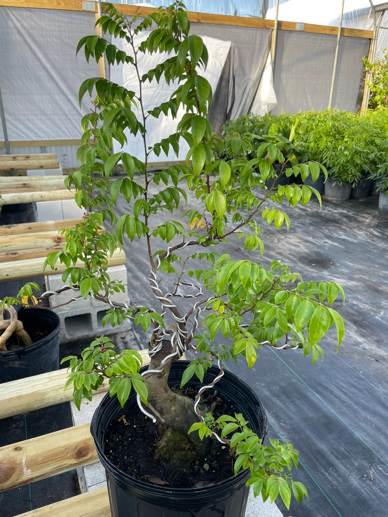 Bonsai Star Fruit Tree Very Nice Root Shipping With Etsy