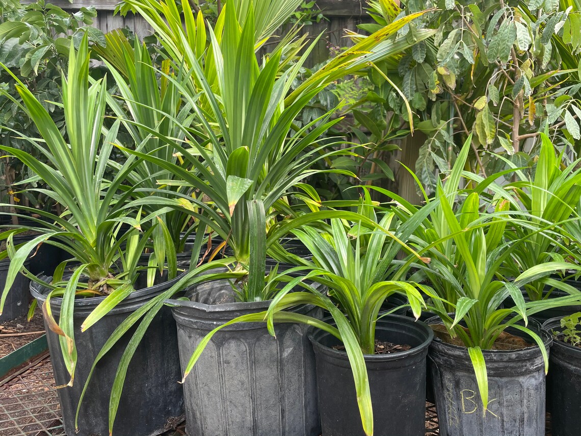 Pandan leaves big tree shipping with pot Etsy