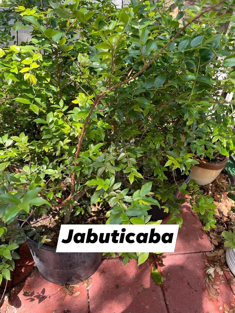 Jaboticaba fruit tree Etsy