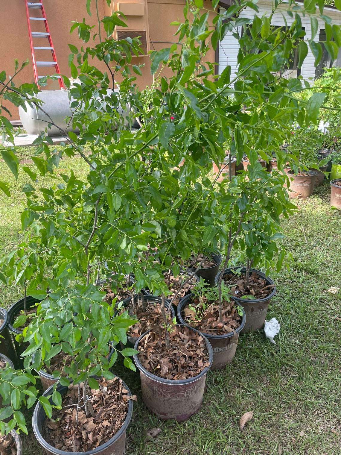 Sugar cane jujube get fruit soon 5 gal pot Etsy