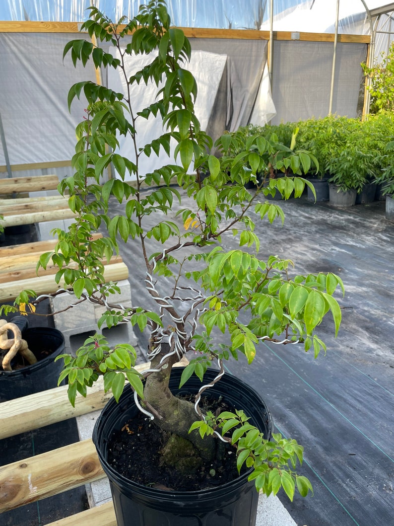 Bonsai Star Fruit Tree Very Nice Root Shipping With Etsy