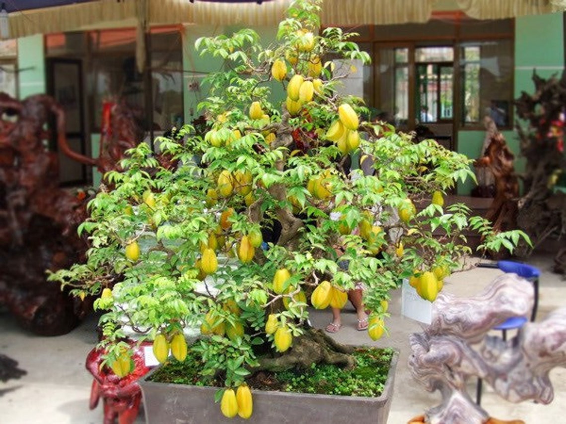 Bonsai Star Fruit Tree Very Nice Root Shipping With Etsy