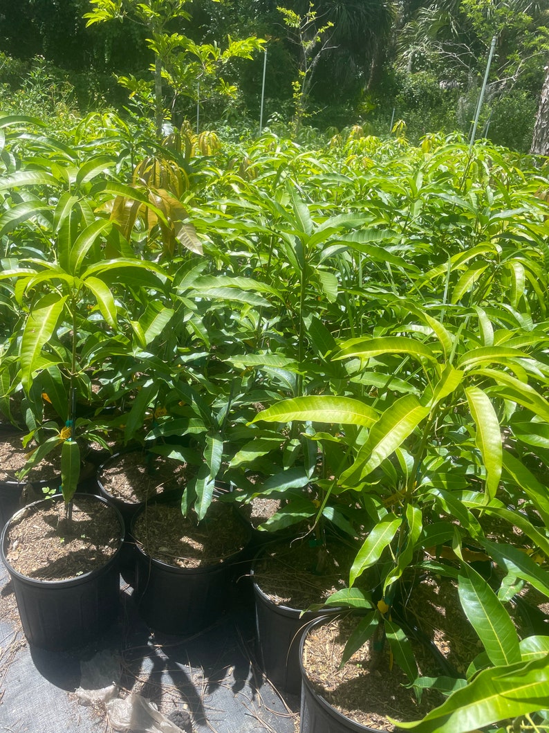 Mahachanok Mango Tree Grafted Tree 3 Gallon Pot Very Nice - Etsy