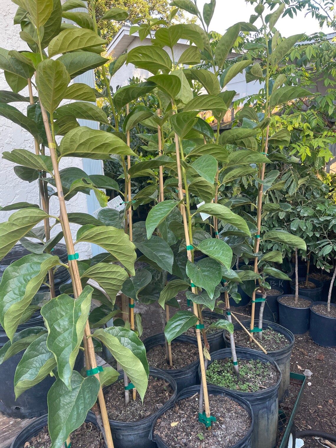 FUYU PERSIMMON grafted tree get fruit soon Cannot shipping to Etsy