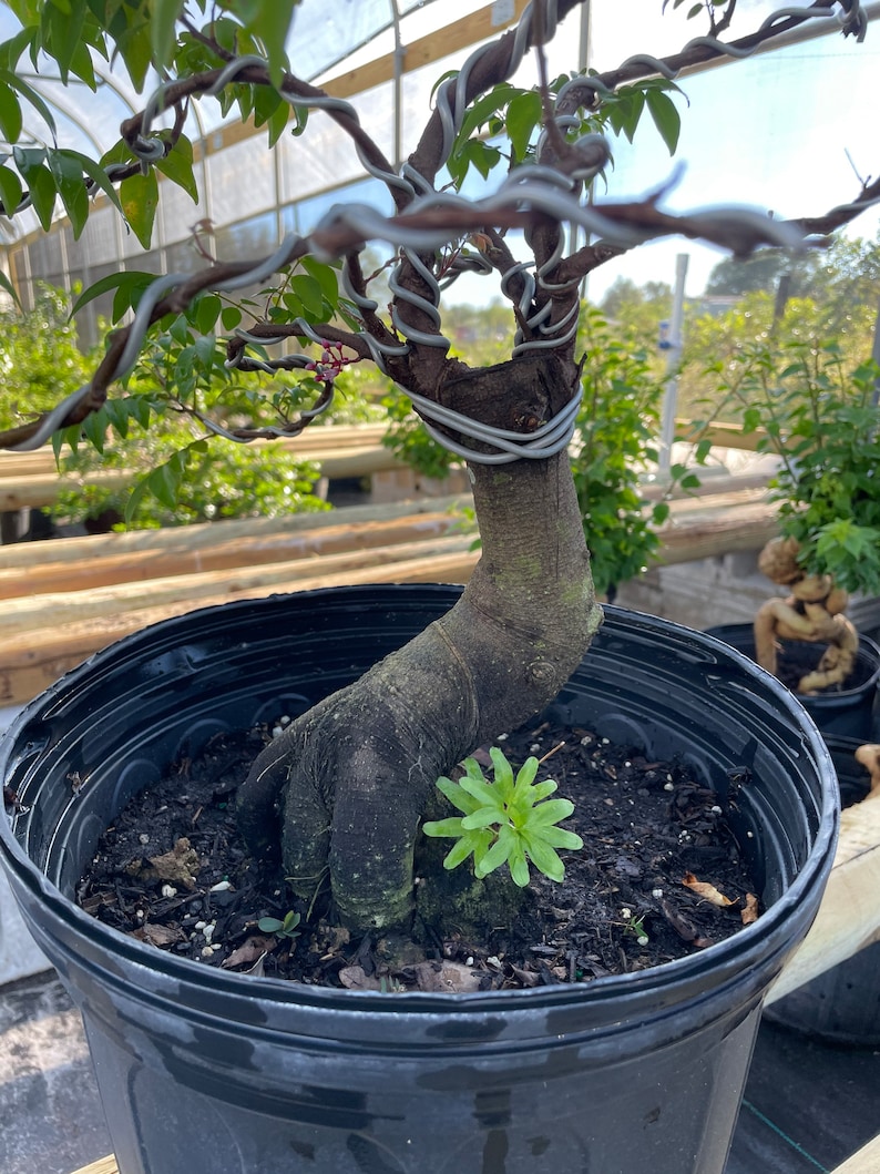 Bonsai Star Fruit Tree Very Nice Root Shipping With Etsy