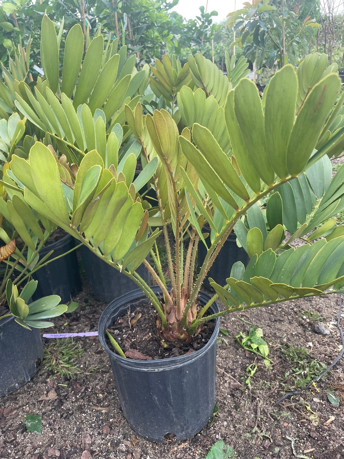 Palm Cardboard Tree Etsy