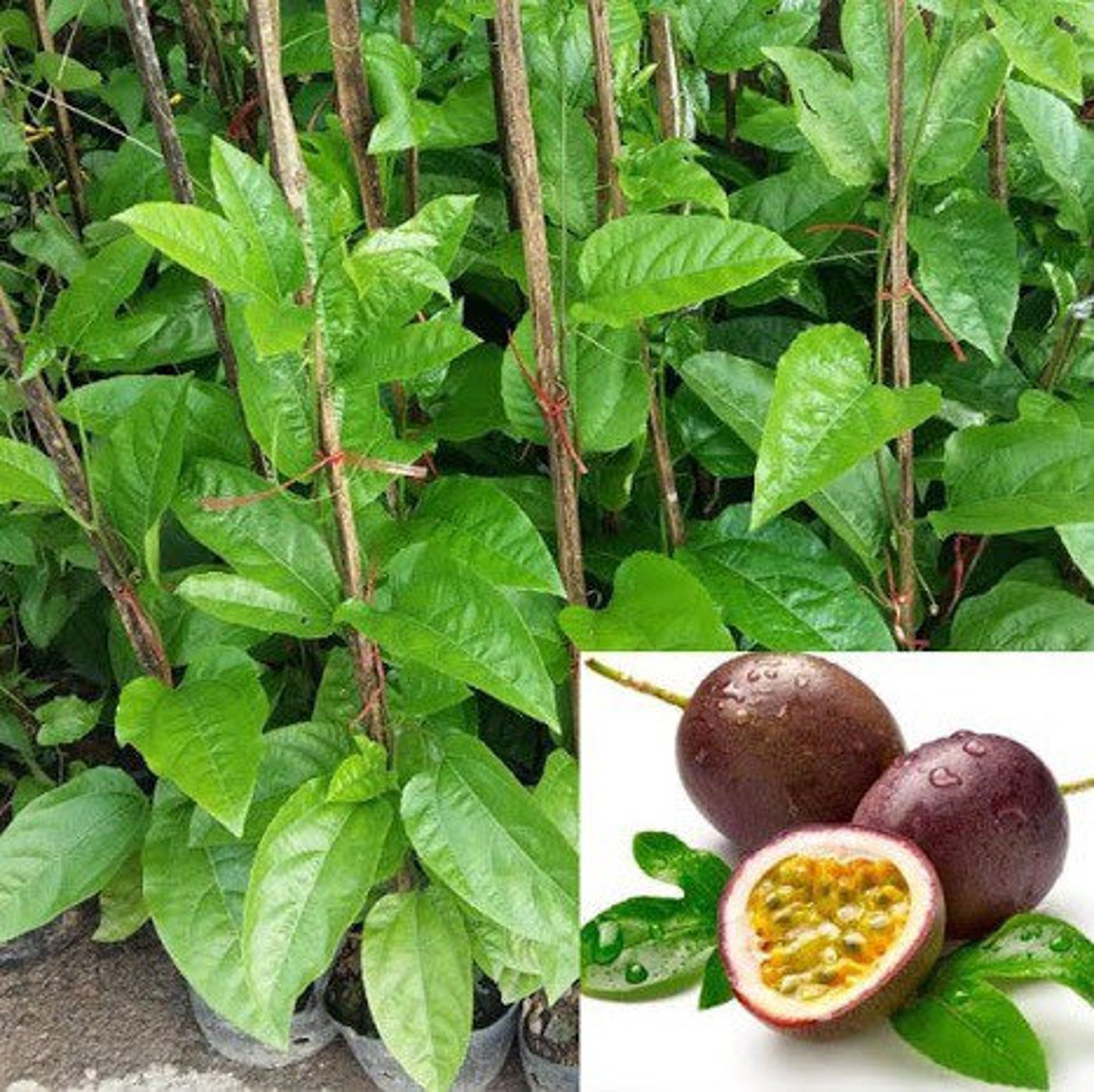 2 tree Purple passion fruit get fruit soon Etsy