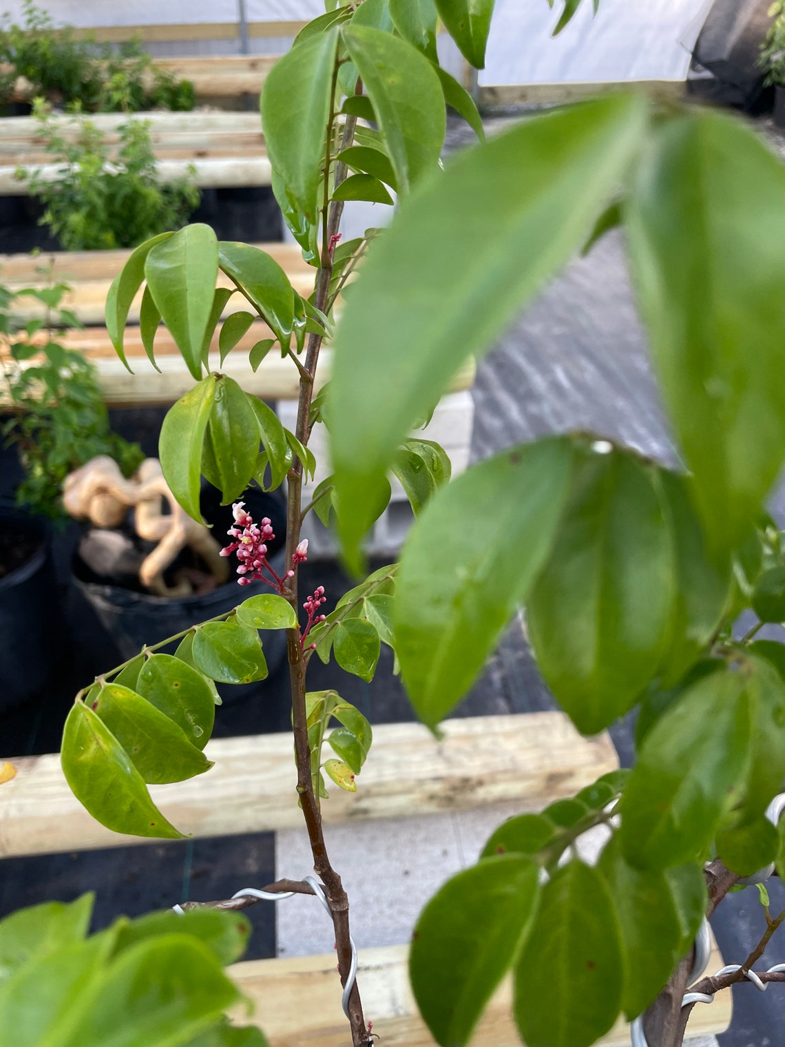 Bonsai Star Fruit Tree Very Nice Root Shipping With Etsy